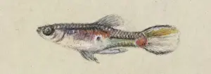 Poeciliidae sp. Guppy