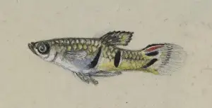 Poeciliidae sp. Guppy