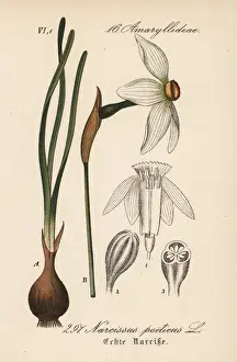 Narcissus Prints: Poets daffodil, Narcissus poeticus