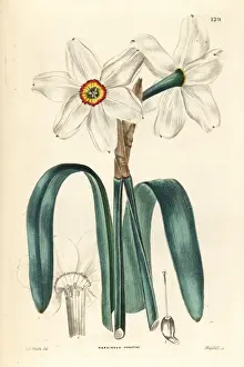 Poets daffodil, Narcissus poeticus