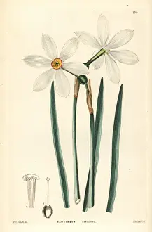 Narcissus Prints: Poets daffodil, Narcissus poeticus subsp. radiiflorus