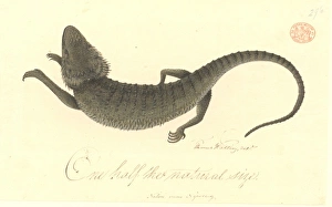 Agamid Gallery: Pogono barbata, bearded dragon