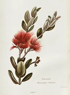 Evergreen Prints: Pohotukawa, or Metrosideros Tomentosa