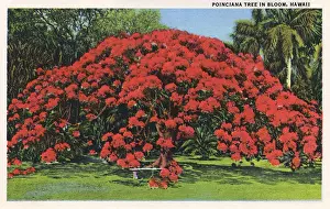 Bloom Prints: Poinciana tree in bloom, Hawaii, USA