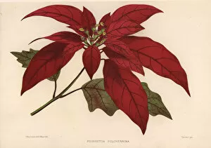 Poinsettia, Euphorbia pulcherrima