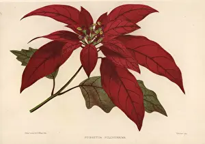 Ayurveda Prints: Poinsettia, Euphorbia pulcherrima
