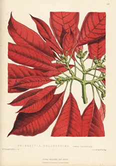 Houseplant Prints: Poinsettia, Euphorbia pulcherrima