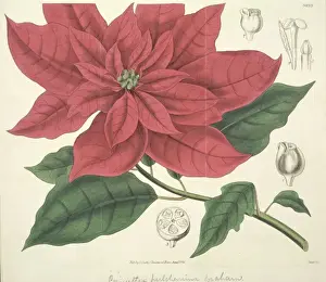Euphorbiaceae Prints: Poinsettia pulcherrima, Christmas flower