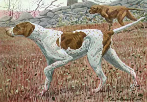 Images Dated 8th December 2011: Pointer