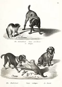 Brodtmann Collection: Pointer, dachshund and basset hound