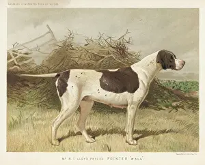 Shaw Prints: Pointer (Very Shaw)