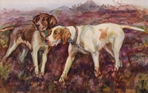 Images Dated 11th October 2011: Pointers