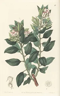Miss Drake Prints: Pointleaf manzanita, Arctostaphylos pungens