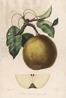 Poire Beurre Superfin
