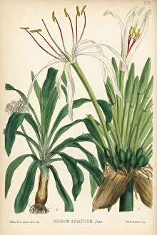 Lily Gallery: Poison bulb, Crinum asiaticum
