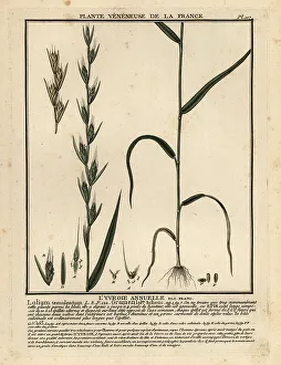 Herbal Prints: Poison darnel, Lolium temulentum