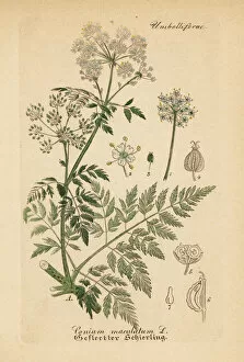 Hand Atlas Gallery: Poison hemlock, Conium maculatum