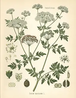 Poison hemlock, Conium maculatum
