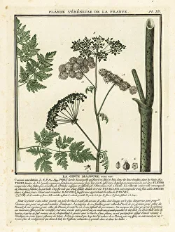 Toxin Prints: Poison hemlock, Conium maculatum