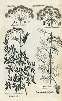 Joshuahamilton Prints: Poison hemlock and spignell