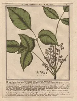 1780 Prints: Poison ivy, Toxicodendron radicans