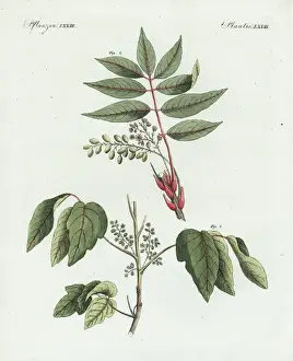 Bilderbuchfurkinder Prints: Poison ivy, Toxicodendron radicans, and poison