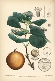Poison nut, Strychnos nux-vomica