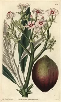 Poison tanghin or ordeal tree, Tanghinia venenifera