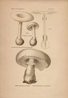 Edible Gallery: Poisonous fools mushroom Amanita verna