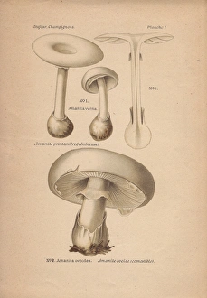 Amanita Gallery: Poisonous fools mushroom Amanita verna