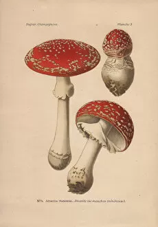 Amanita Gallery: Poisonous mushroom Amanita muscaria, scarlet