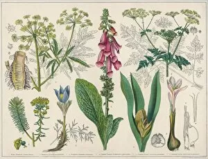 Mixed Gallery: Poisonous Plants