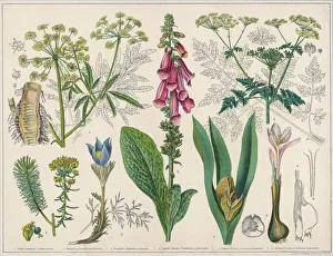 Poisonous Plants Poisonous Plants