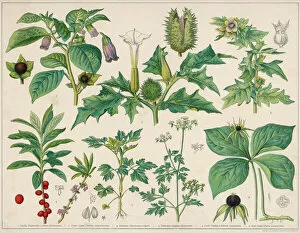 Species Collection: Poisonous Plants