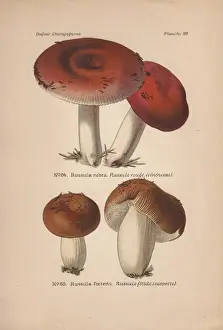 Suspect Prints: Poisonous rust-orange color Russula rubra