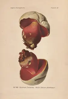 Poisonous scarlet, Satans mushroom, or Devil s