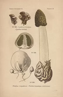 Fungus Collection: Poisonous stinkhorn mushroom, Phallus impudicus