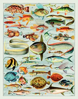 Antique Fish Print Colored Vintage Photograph Vintage Fish Print Scandinavian Fish Print Blue Mussel Colored Fish Print