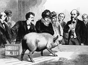 Participating Gallery: Poker Playing Pig of Colonel Wood