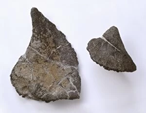 Polacanthus fossils