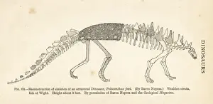 Extinctmonstersandcreaturesofotherdays Prints: Polacanthus foxii skeleton
