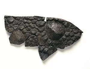 Ankylosauria Gallery: Polacanthus skin impression