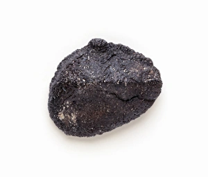 Ankylosauria Gallery: Polacanthus skin nodule