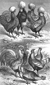 Hens Prints: Poland fowls and speckled Hamburg hens