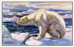 Polar bear