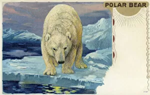 Carnivorous Collection: Polar bear