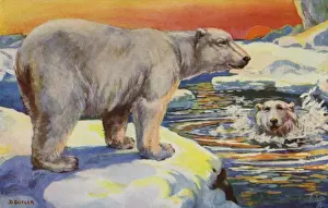 Polar bear