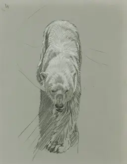 Polar Bear
