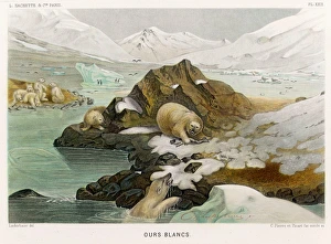 Animals Gallery: POLAR BEAR