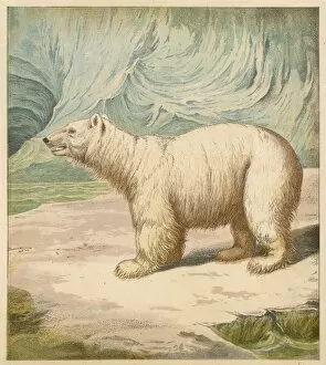 Animals Gallery: Polar Bear / Baxter / 1850